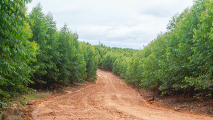Dirt road crossing Eucalyptus plantation at Kutai Timur, Indonesia. Eucalyptus plantation for paper industry at Kutai Timur