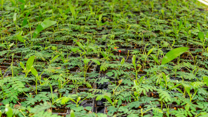 Acacia tree seedlings growing in plantation nursery facility. Agricultural background