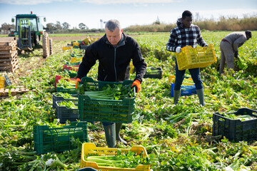 Experienced adult farmer working on vegetable plantation, stacking plastic boxes with freshly harvested green celery