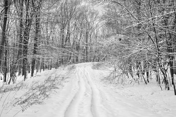 snow covered trees
