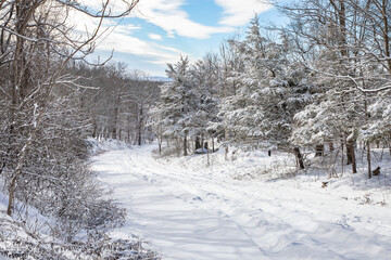 snow covered path in the woods