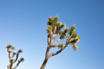 Joshua Tree against blue sky