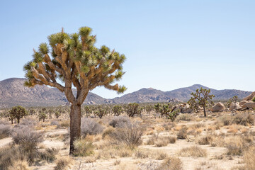 joshua tree national park