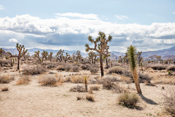 joshua tree national park