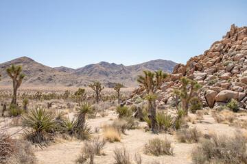 joshua tree national park