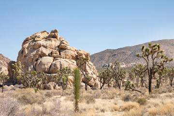 joshua tree national park