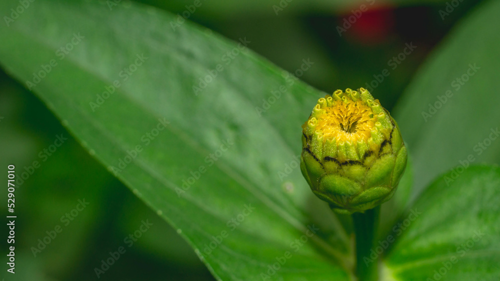 Wall mural Bud of Zinnia flower start to bloom. Zinnia bud with green leaves