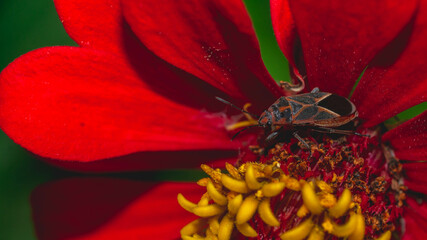 Bug hiding in red Zinnia flower. natural background