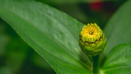 Bud of Zinnia flower start to bloom. Zinnia bud with green leaves