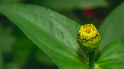 Bud of Zinnia flower start to bloom. Zinnia bud with green leaves