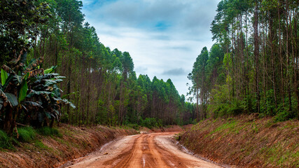 Dirt road crossing Eucalyptus plantation at Kutai Timur, Indonesia. Eucalyptus plantation for paper industry at Kutai Timur