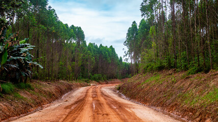Dirt road crossing Eucalyptus plantation at Kutai Timur, Indonesia. Eucalyptus plantation for paper industry at Kutai Timur