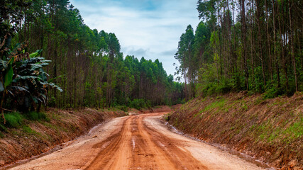 Dirt road crossing Eucalyptus plantation at Kutai Timur, Indonesia. Eucalyptus plantation for paper industry at Kutai Timur