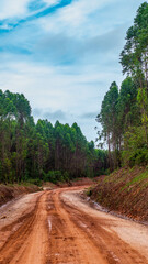 Dirt road crossing Eucalyptus plantation at Kutai Timur, Indonesia. Eucalyptus plantation for paper industry at Kutai Timur