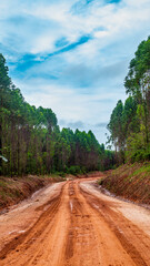 Obraz premium Dirt road crossing Eucalyptus plantation at Kutai Timur, Indonesia. Eucalyptus plantation for paper industry at Kutai Timur