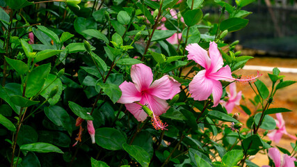 Naklejka premium Light pink Hibiscus flower with green leaves. Natural background