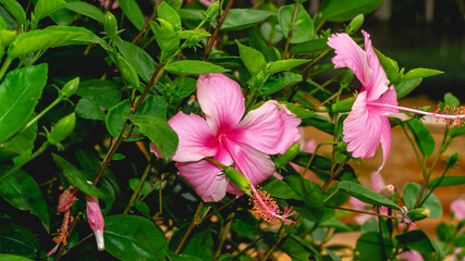 Light pink Hibiscus flower with green leaves. Natural background