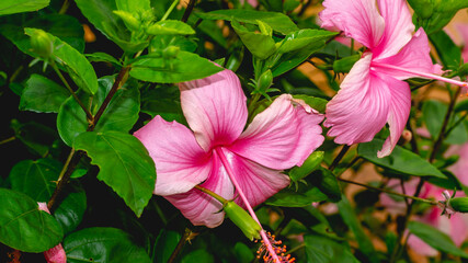 Light pink Hibiscus flower with green leaves. Natural background
