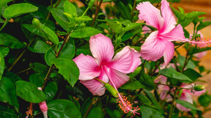 Light pink Hibiscus flower with green leaves. Natural background