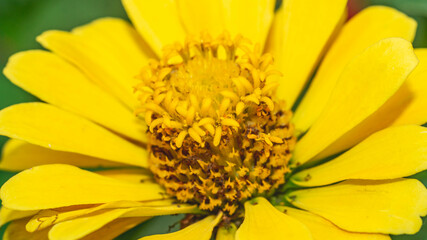 Beautiful yellow Zinnia flower with blurred background. Natural background