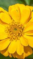 Beautiful yellow Zinnia flower with blurred background. Natural background
