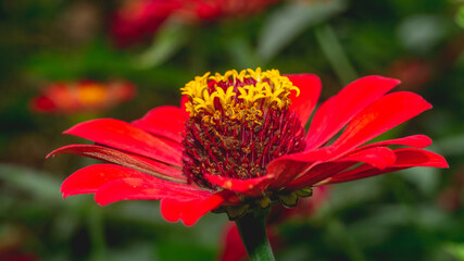 Beautiful red Zinnia flower with blurred background. Natural background