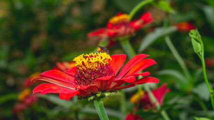 Beautiful red Zinnia flower with blurred background. Natural background