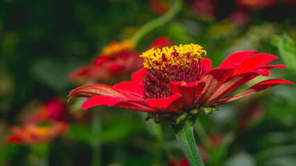 Beautiful red Zinnia flower with blurred background. Natural background