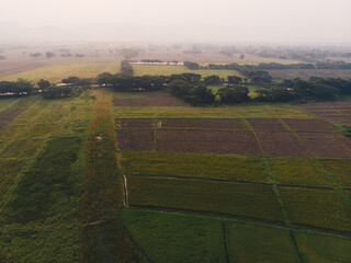 Aerial view paddy rice plantation green field nature landscape