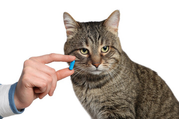 Woman giving blue pill to cute cat on white background, closeup. Vitamins for animal