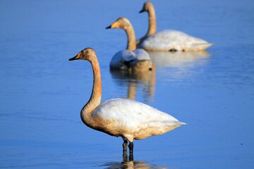 겨울철새 - 큰고니