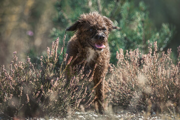 Portrait of a bossipoo dog between heath flowers at a moorland landscape. Rare dogbreed, boston...