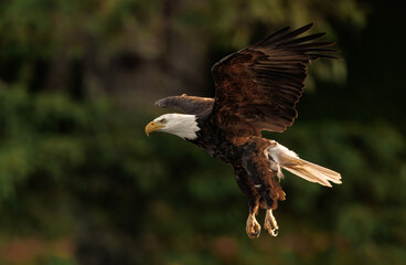 Bald eagle fishing in Maine 