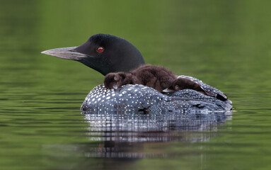 Common loon and chick in Maine 