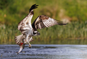 Fototapeta premium An osprey fishing 