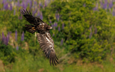 Obraz premium Bald eagle fishing in Maine 