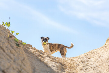 Portrait of a pretty boston terrier crossbreed mongrel dog having fun at a sandpit in summer...