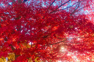 Japanese maple acer palmatum bloodgood autumn fall