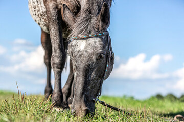 Portrait of a beautiful appaloosa crossbreed mare wearing a western bridle and grazing on a meadow...