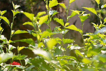 Green leaves in the afternoon sunlight
