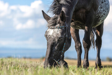 Portrait of a beautiful appaloosa crossbreed mare wearing a western bridle and grazing on a meadow in summer outdoors