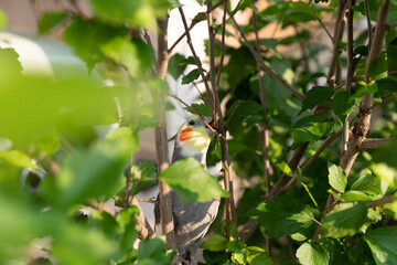 Cockatiel in the middle on the leaves of the small tree
