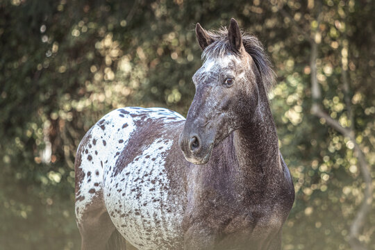 Portrait of a grey appaloosa crossbreed mare on a paddock in late summer outdoors