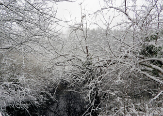 Fresh snow on leafless branches of the trees