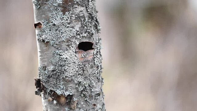 Black-capped chickadees build a nest inside a hollow tree.