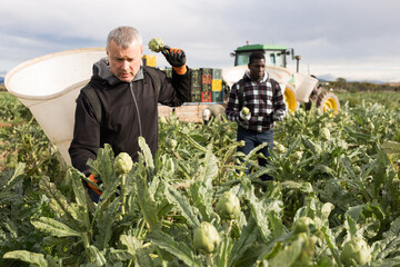 Male farm worker harvesting ripe artichoke buds in basket behind his back on field..