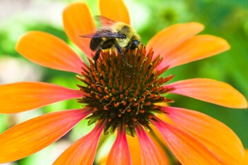 Bumblebee (Bombus) foraging for nectar on a orange Echinacea, Coneflower in summer, Montreal, Quebec, Canada, North America