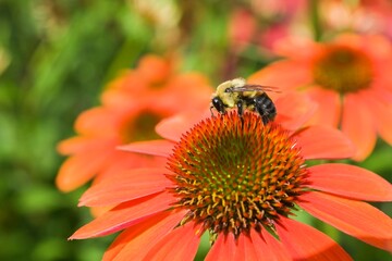 Bumblebee (Bombus) foraging for nectar on an orange Echinacea, Sombrero Adobe Orange, Coneflower in...
