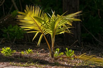 Coconut palm (Cocos nucifera), young plant, Bird Island, Seychelles, Africa