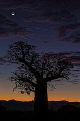 Baobab (Adansonia grandidieri) at sunrise, Berenty region, Madagascar, Africa
